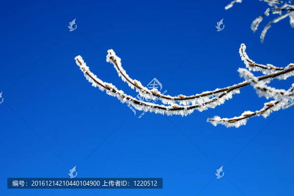 公園里的雪樹
