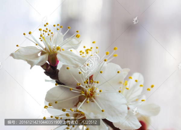 櫻花的花