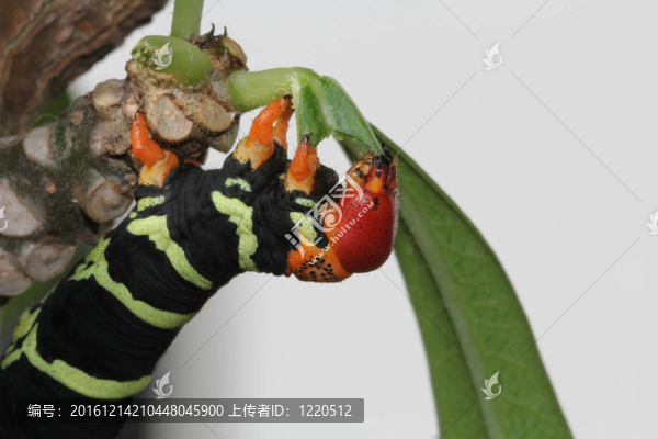 豐富多彩的tetrio獅身人面像卡特彼勒
