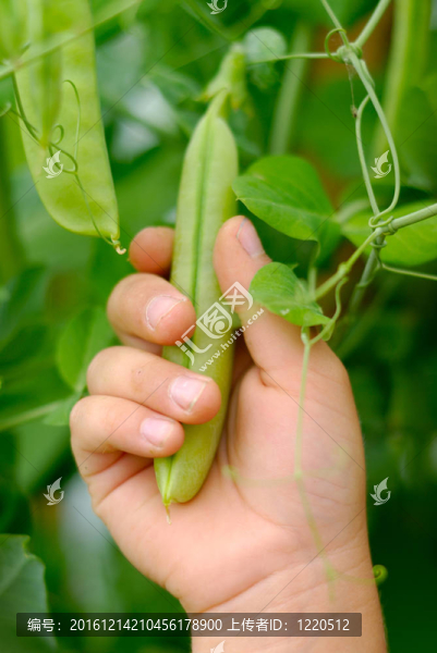 豌豆的把握
