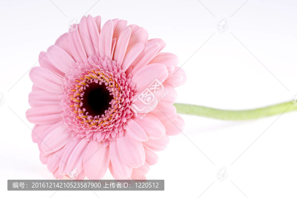 粉色非洲菊特寫