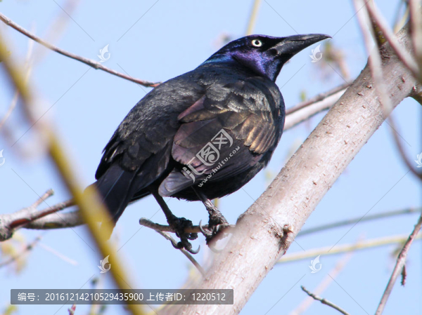 四月桑希爾黑羽椋鳥
