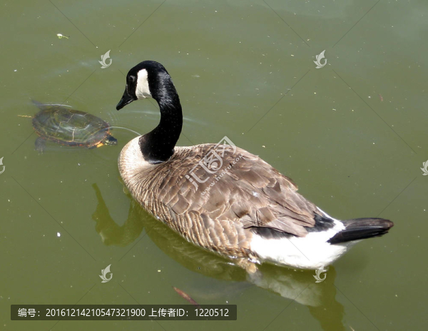 桑希爾鵝和海龜