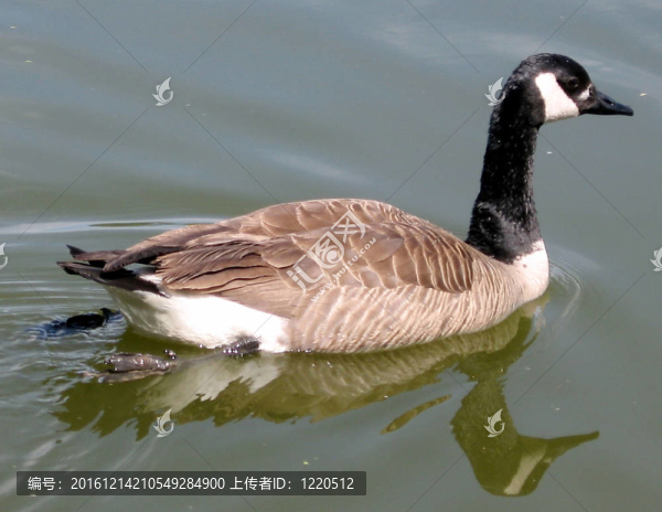 桑希爾的鵝