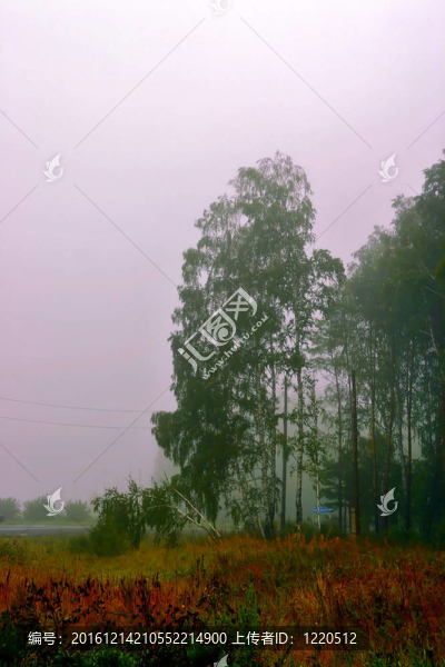 晨霧中的樹(shù)木