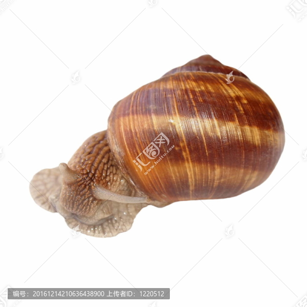 白底蝸牛