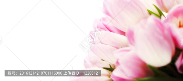 郁金香
