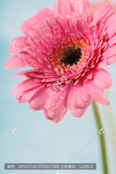 太陽花