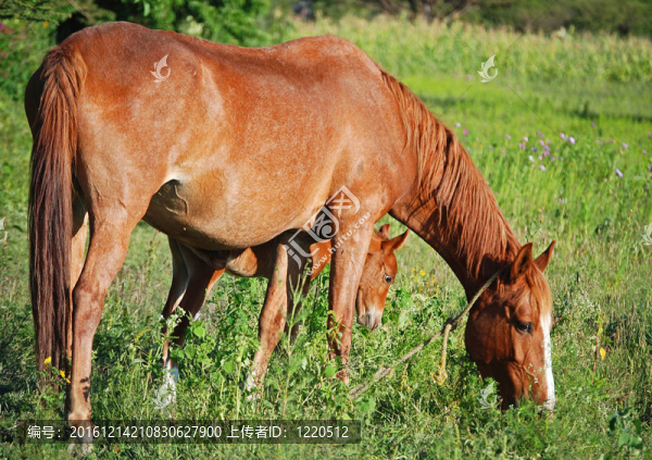 母馬和剛出生的小馬