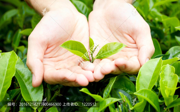 茶樹上的新鮮茶葉在種植園布什