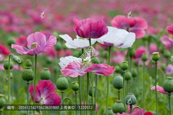 紫罌粟花開。雨剛剛停。