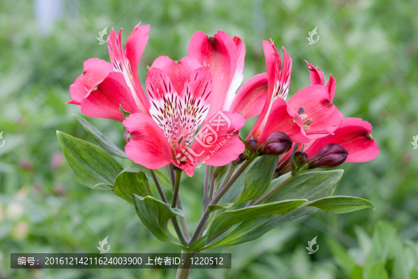 美麗的粉紅色的花（小百合）在溫室