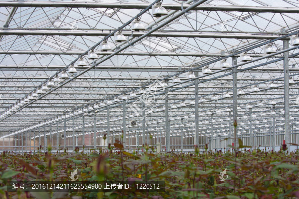 溫室玫瑰栽培花卉
