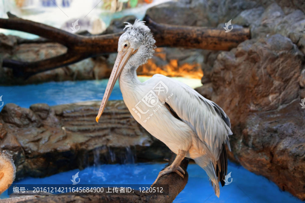 動物園里的白鵜鶘