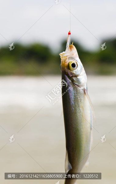 魚(yú)鉤上的魚(yú)