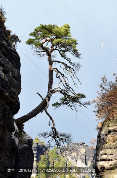 松樹