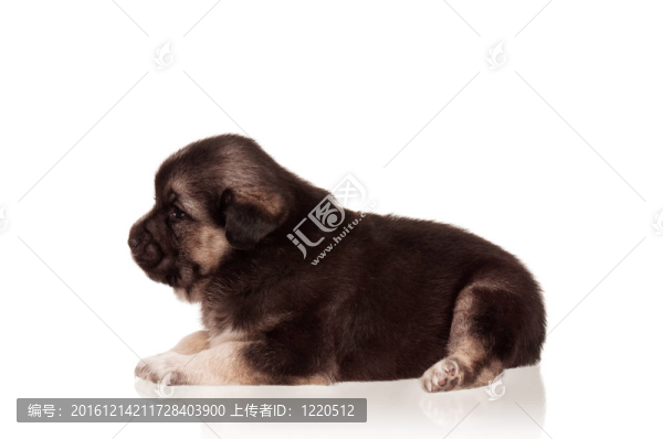 可愛的小狗