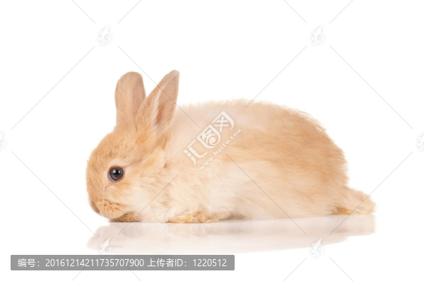 可愛的小兔子