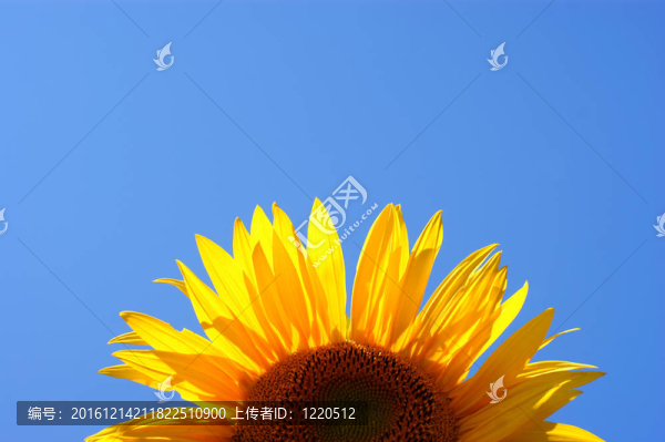 黃色向日葵-晴朗的夏日藍(lán)天。