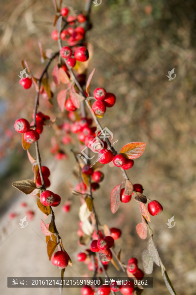 火棘-匯圖網(wǎng) www.fosd68.com 火棘