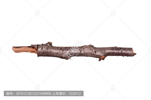 樹的分支