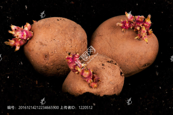 土豆芽