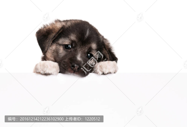 小狗紙