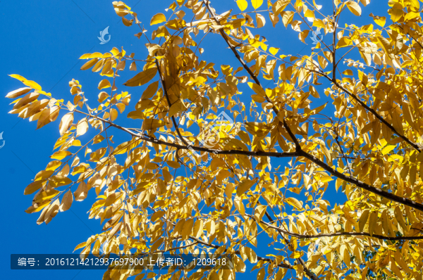 藍(lán)天秋葉