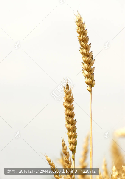 小麥穗
