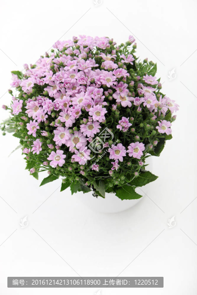 粉紅花束