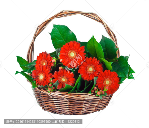 太陽(yáng)花的籃子