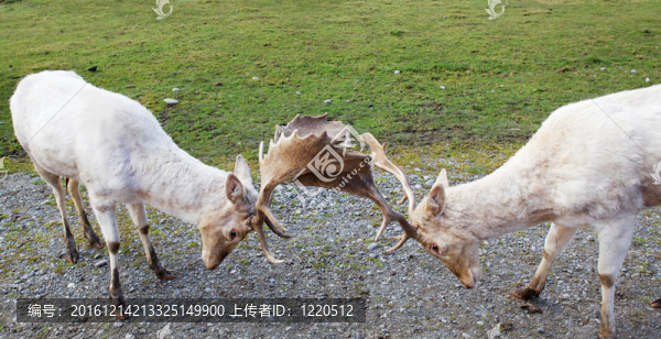 兩個休閑鹿