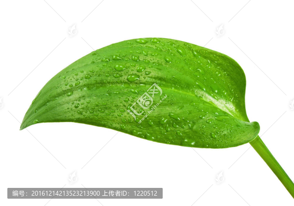 綠色植物葉片上的清水