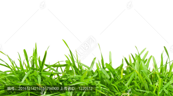 清新春綠草