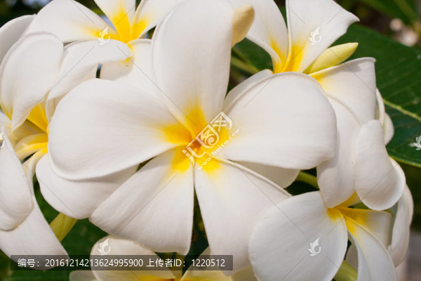 雞蛋花