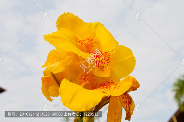 美人蕉的花朵