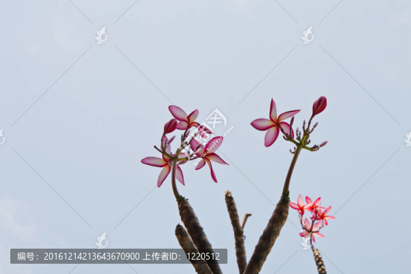 雞蛋花