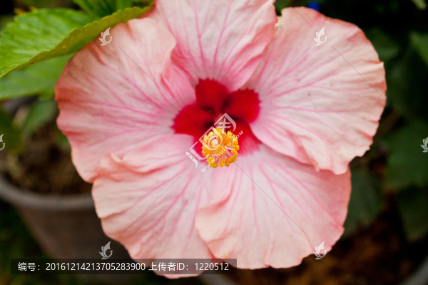 粉紅色的花
