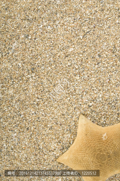 海星砂