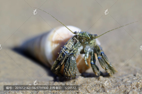 寄居蟹