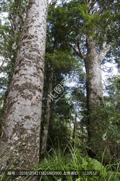 貝殼杉普凱蒂森林；NZ