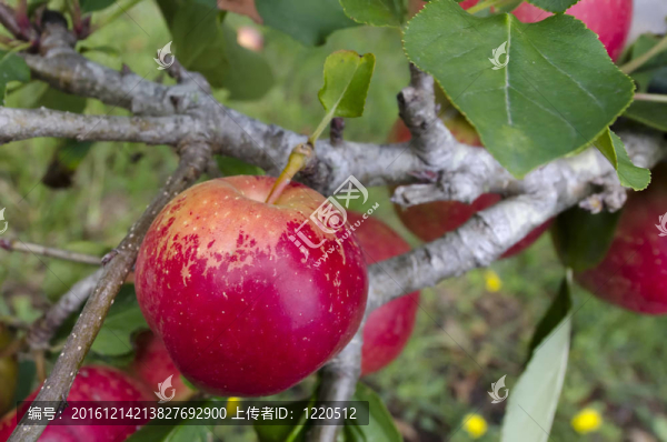 蘋果樹