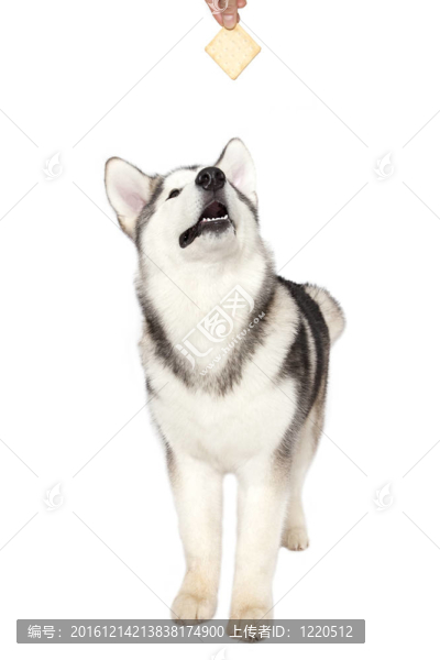 阿拉斯加的小狗