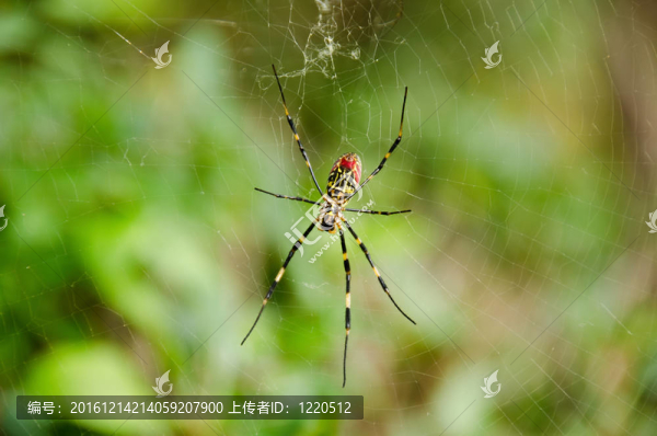 蜘蛛；Nephila,clavata