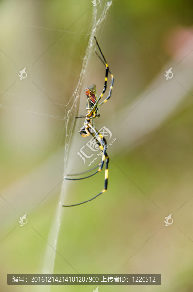 蜘蛛；Nephila,clavata
