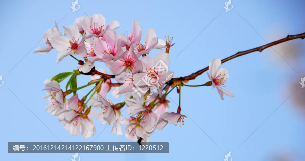 櫻花樹