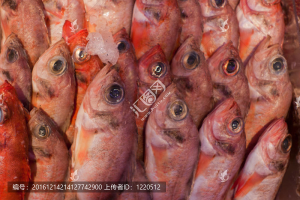 新鮮魚類。
