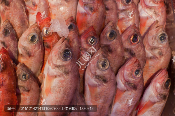 新鮮魚類。