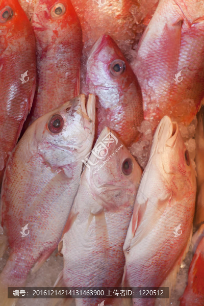 新鮮魚類。