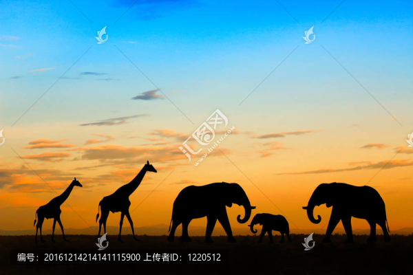 在夕陽(yáng)的剪影的大象和長(zhǎng)頸鹿